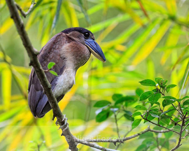Boat-billed Heron side-on, Costa Rica - Boat-billed Heron