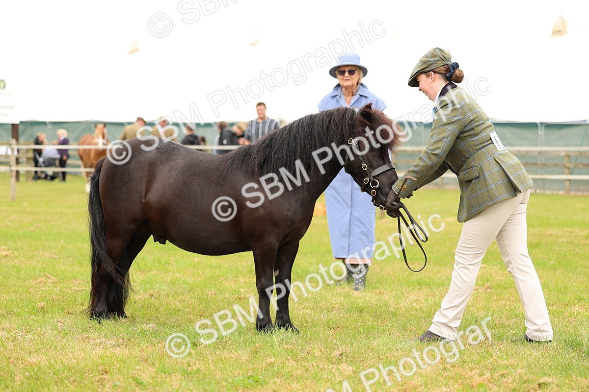 SBM_04330 - Class 64-67 - Shetland Pony In Hand