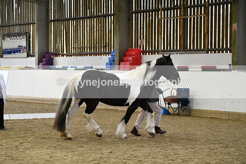 WJ5_5001 - Class 7 In hand coloured / odd coloured