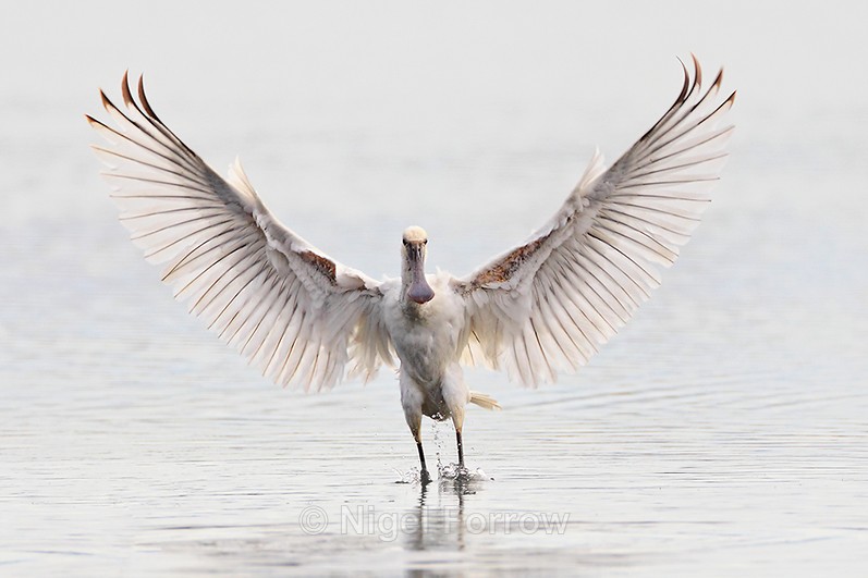 Spoonbill with wings spread after landing on Brownsea Lagoon - Spoonbill