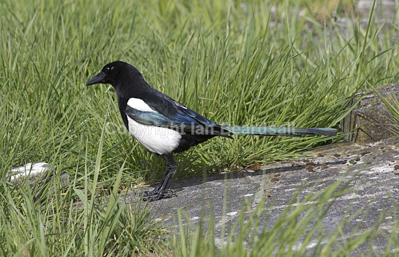 Magpie - Essex