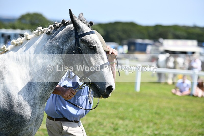 DSC_7551 - Class 63: Coloured Horse Youngstock