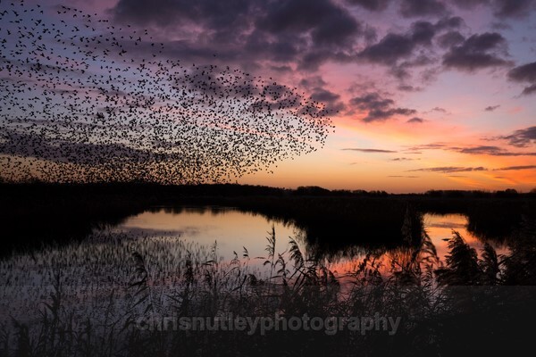  - Birds of Britain and Europe