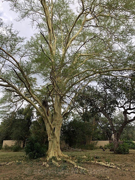 Fever Tree, South Africa - LANDSCAPES & TREES