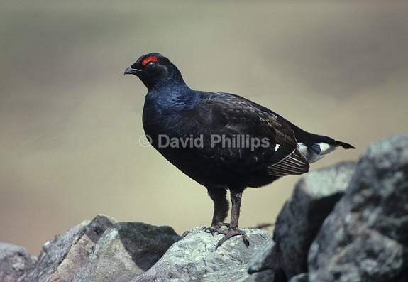 Black Grouse - Birds