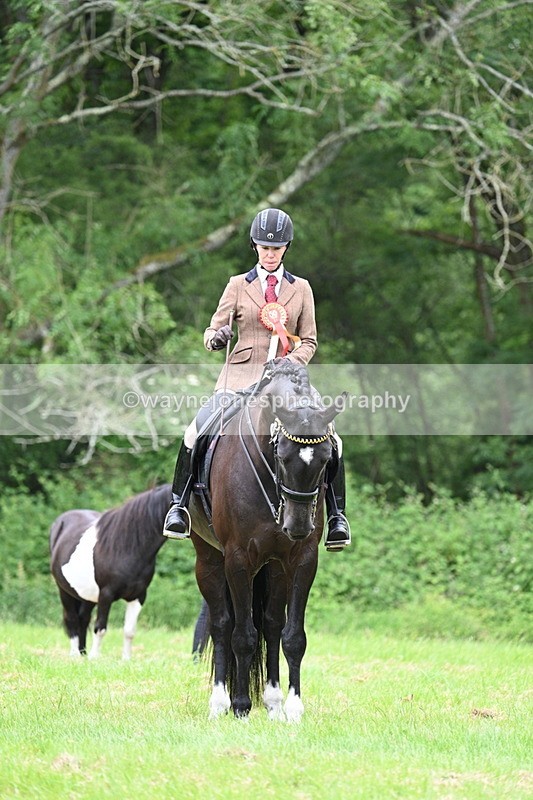 WJ7_4221 - Class 14A Handsome Gelding