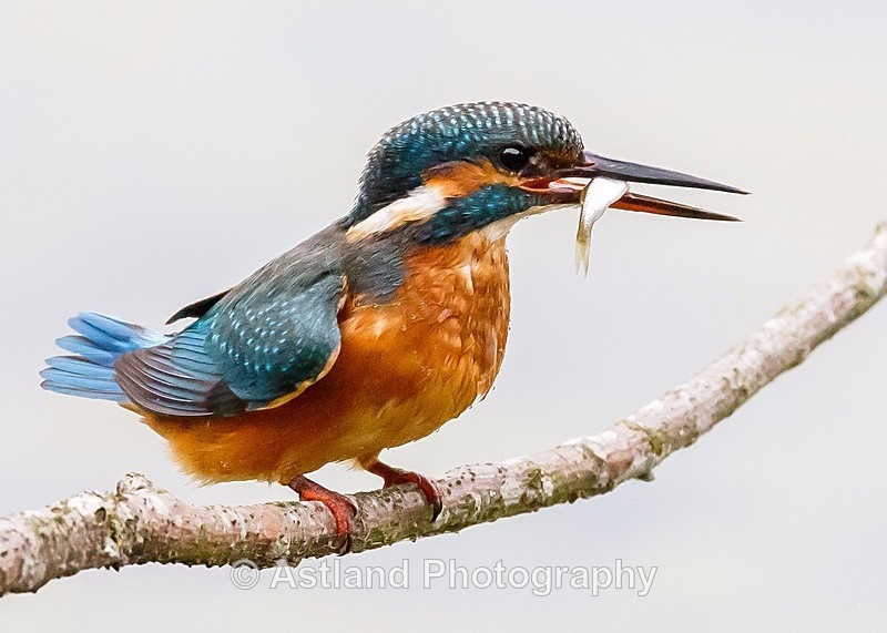 Astland Photography, Bird and Wildlife Images, Susan and Peter Wilson, U.K.