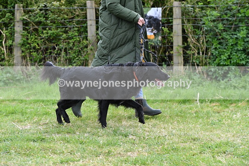 WJ5_9179 - Class 1 Best Cross Breed / Heniz 57