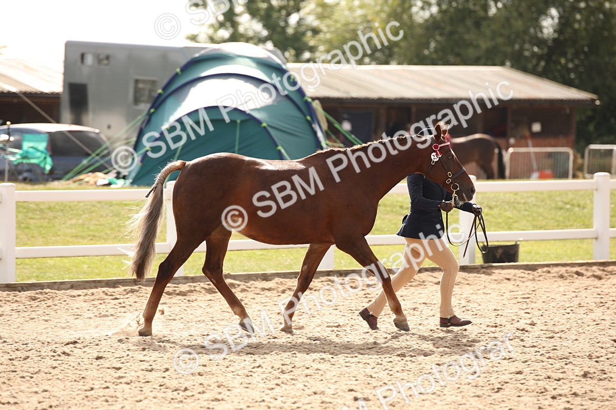SBM_08166 - Class 27 - IH Competition Horse-Pony