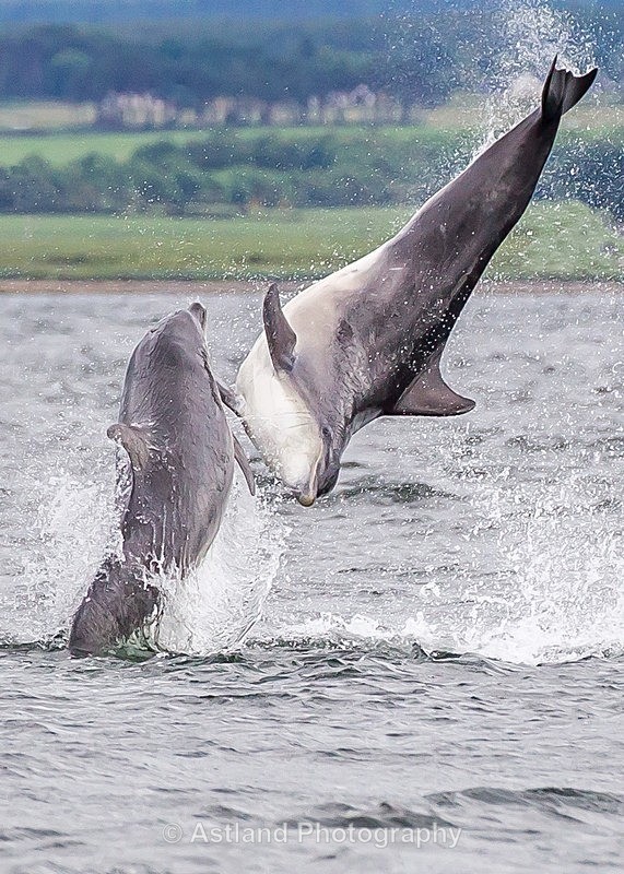 Astland Photography, Bird and Wildlife Images, Susan and Peter Wilson, U.K.