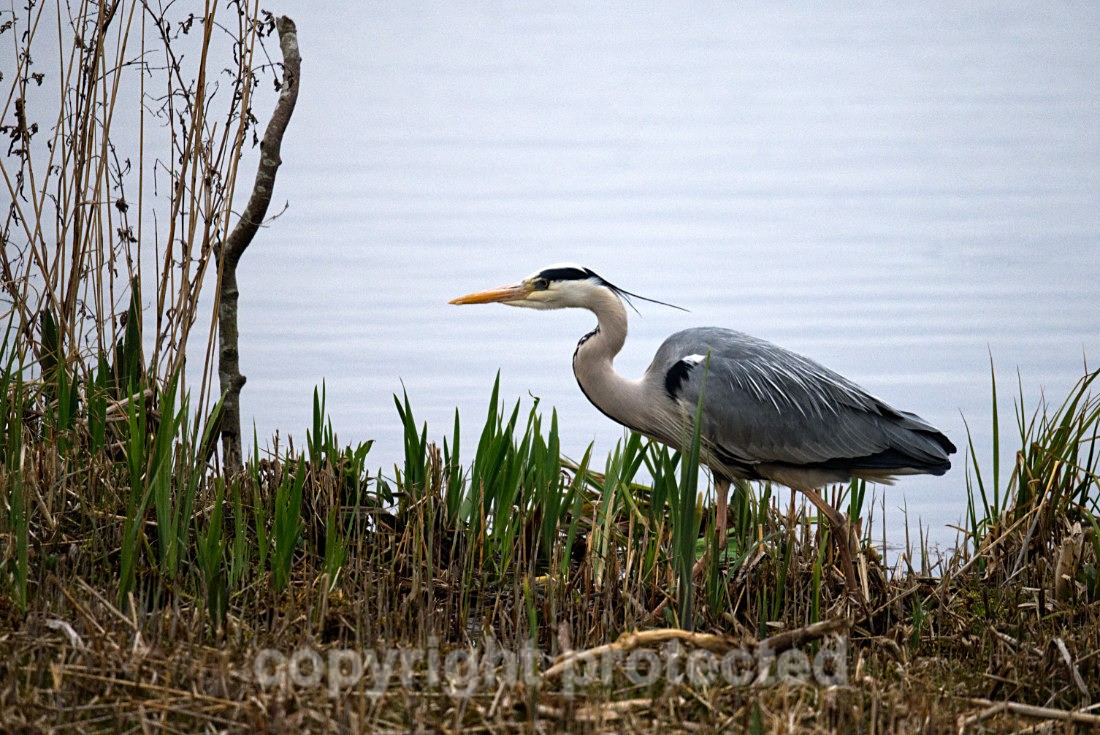 Grey Heron - RSPB Minsmere - Suffolk - Birds