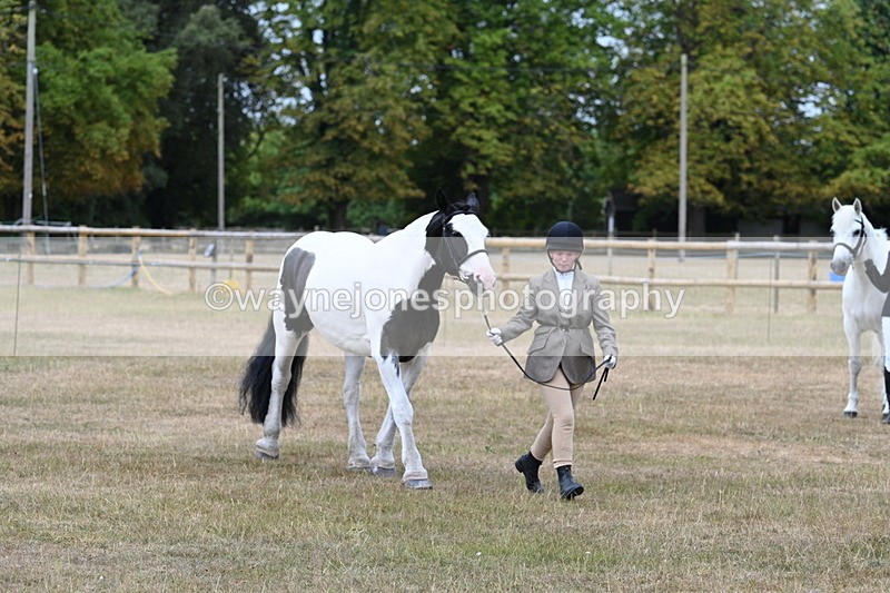WJ7_9948 - Class 5a Most Handsome Gelding (above 14.2hh)