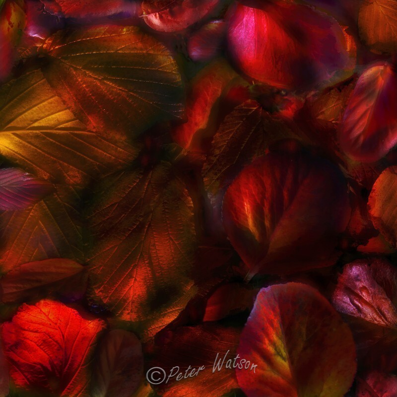 Autumn Leaf Fall 4 - Elemental