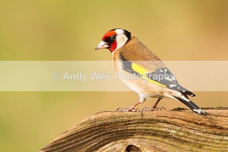 20120218-_MG_9040 - Goldfinch