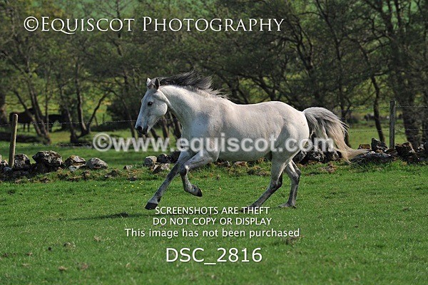 DSC_2816 - ARCHIVE REQUEST - Quincy and Guinness