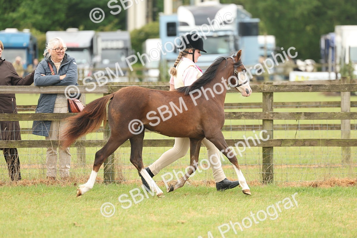 SBM_02141 - Class 50-57 - M&M Welsh Pony In Hand