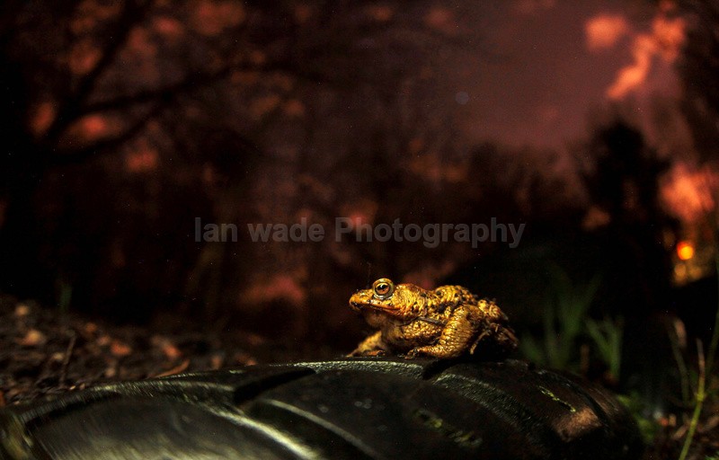 Common toad, Bristol UK - Reptiles, amphibians & pond life, Great Britian