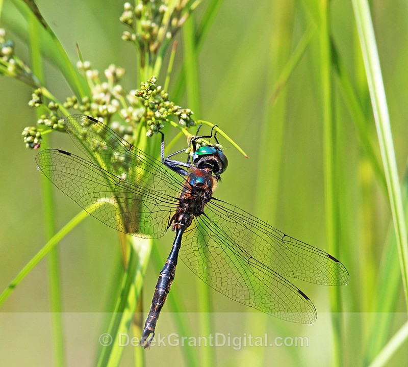 Brush-tipped Emerald (male)