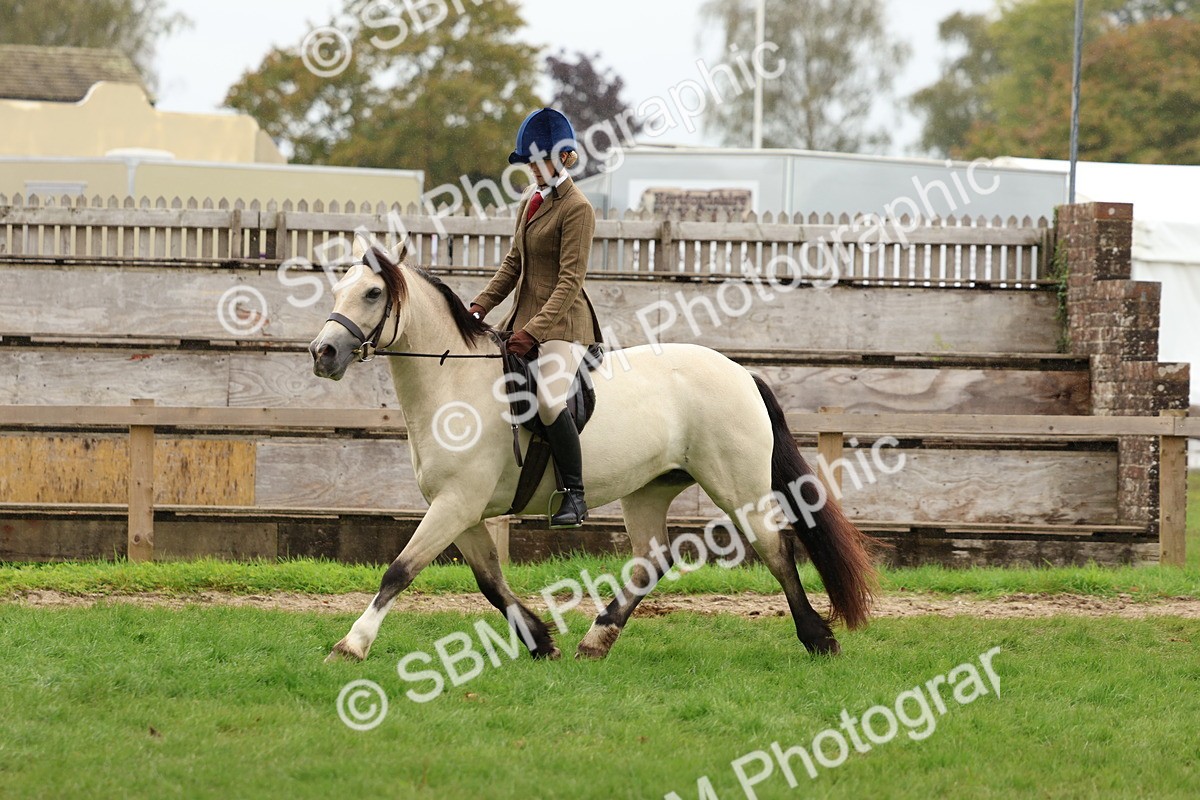 SBM_69622 - S62 - Mountain & Moorland Ridden Large Breeds