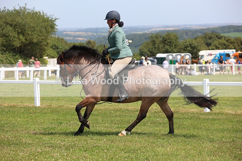 JPP_3264 - Class 22: Working Hunter 70cm