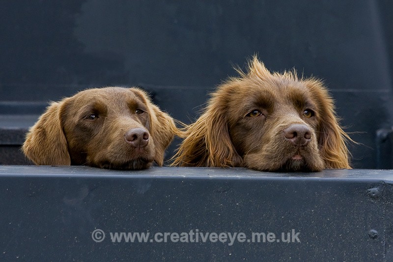 No.0033. Waiting - Animal world