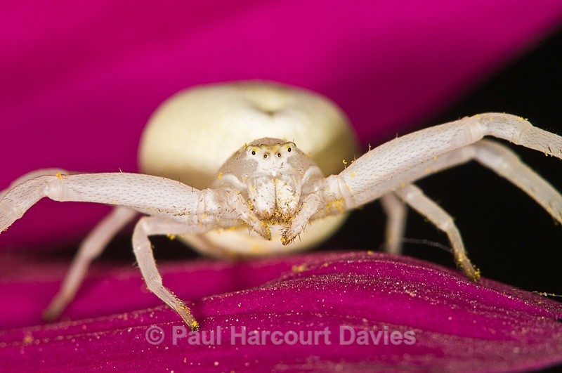  - Bugs: Spiders