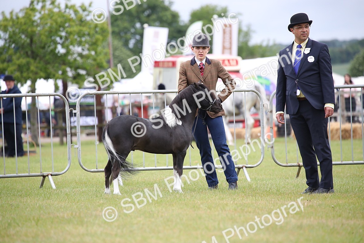 SBM_03691 - Class 23-25 - British Miniature Horse of the Year
