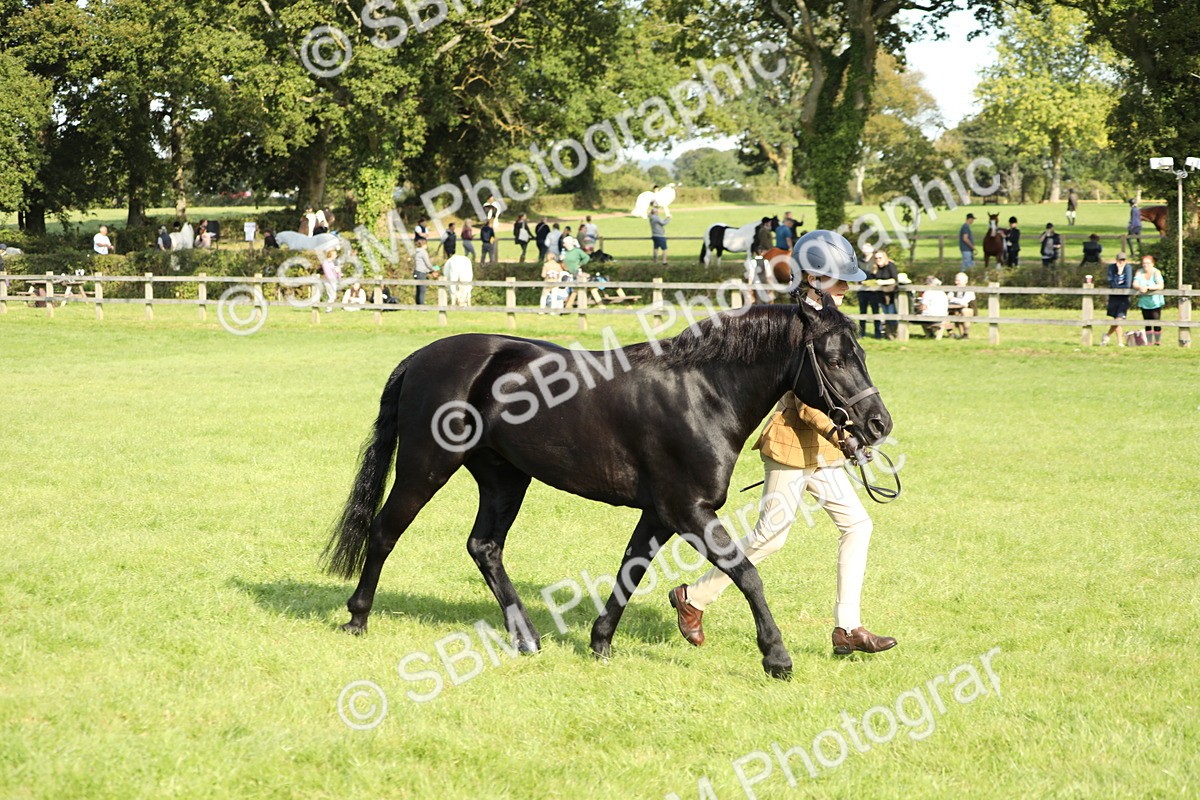 SBM_61043 - S44 - Part Bred Pony In hand