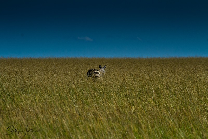 Zebra in Long Grass