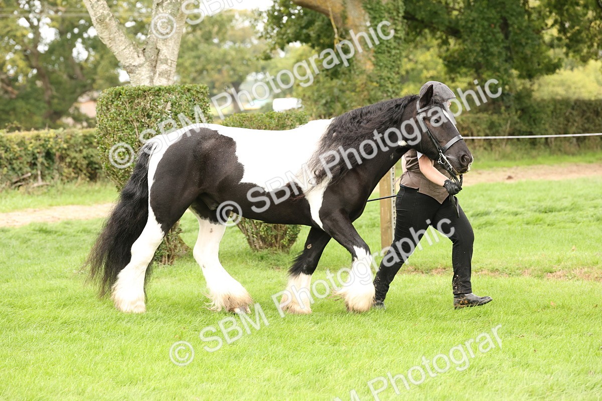 SBM_59295 - S57 - Traditional Cob In Hand