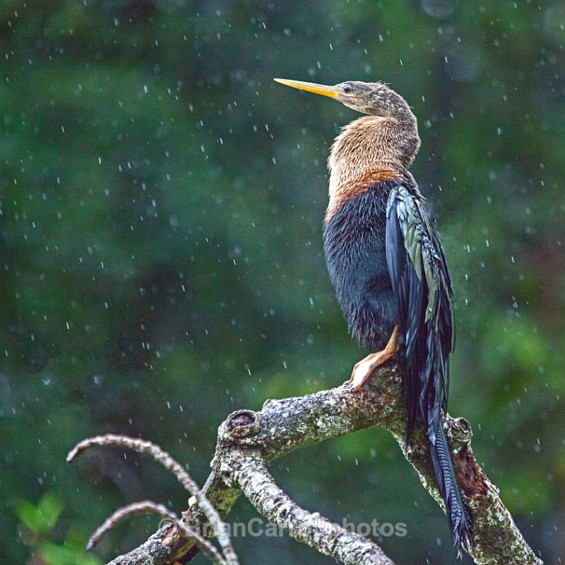 Anhinga or American Darter, Costa Rica - Costa Rican Wildlife