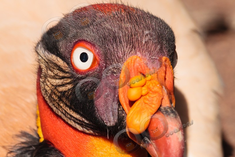 king vulture  sarcomamphus papa-0903 - BoP from around the world