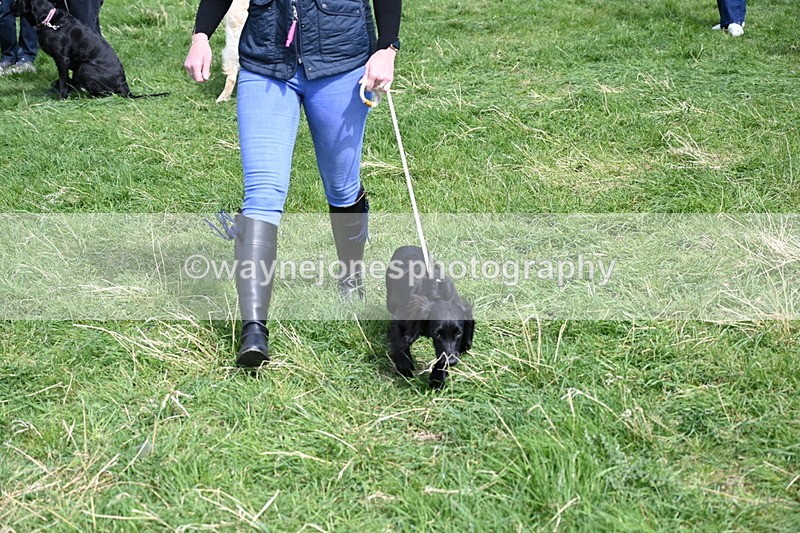 WJ6_9052 - Class 8 Best Working / Gun Dog or Bitch