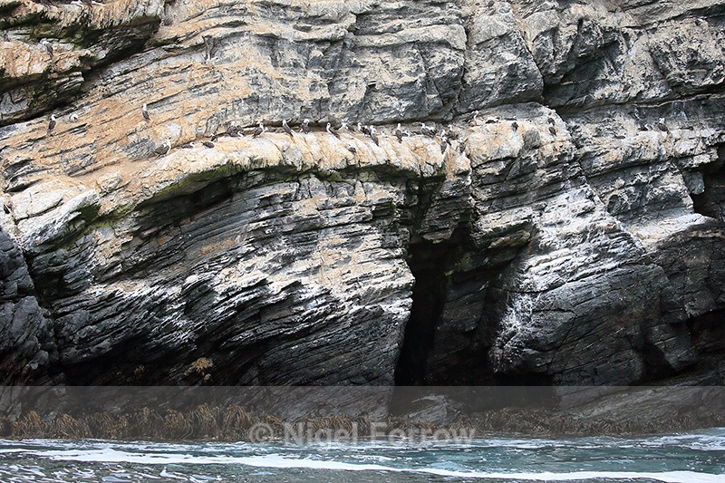 Peruvian Booby colony, Chanaral Island, Chile - Peruvian Booby