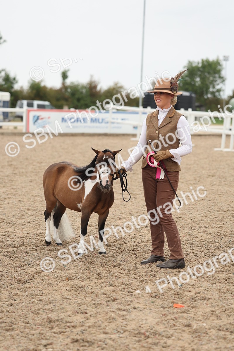 SBM_19448 - Class 317 - IH Pure Bred Horse-Pony
