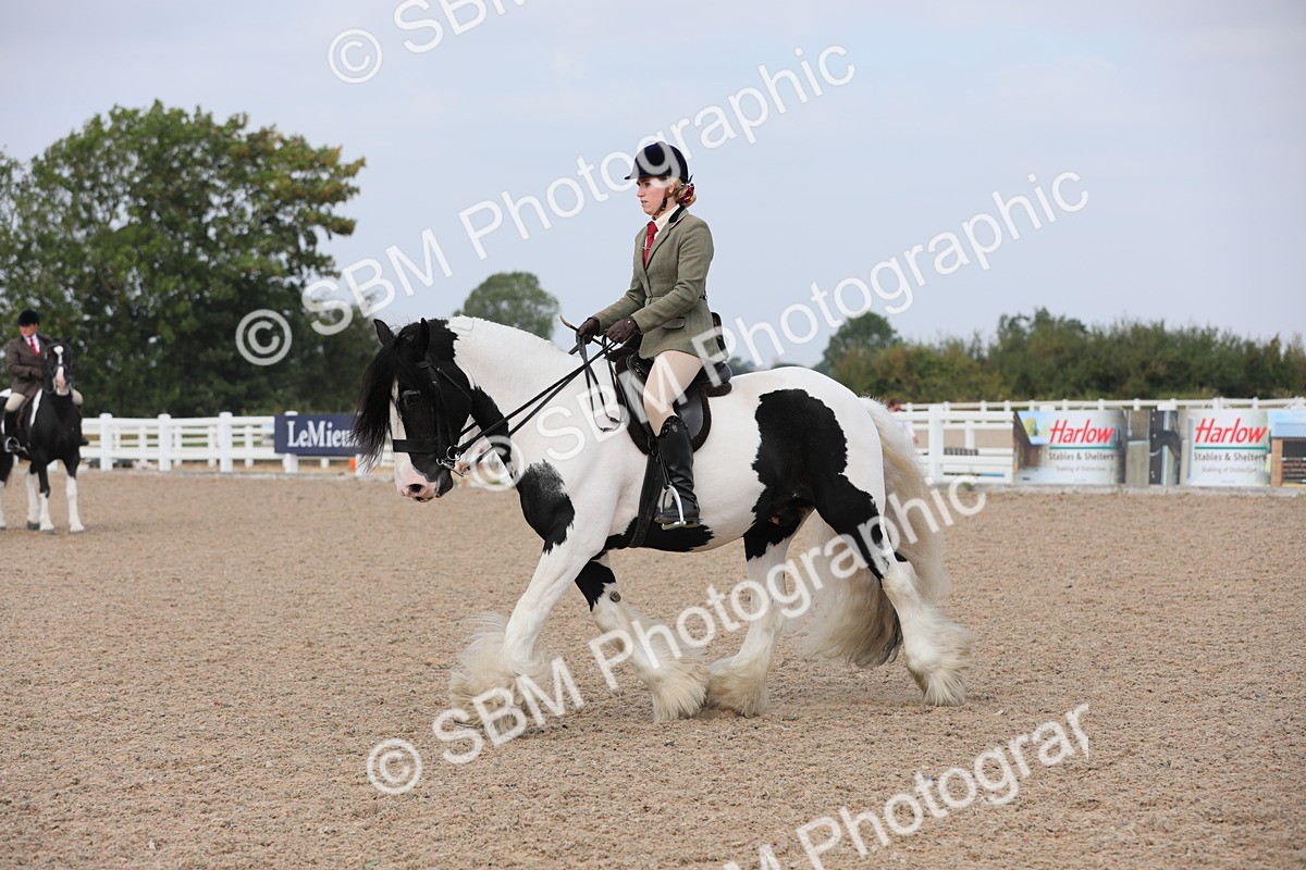 SBM_13370 - Class 308 Ridden Coloured Horse