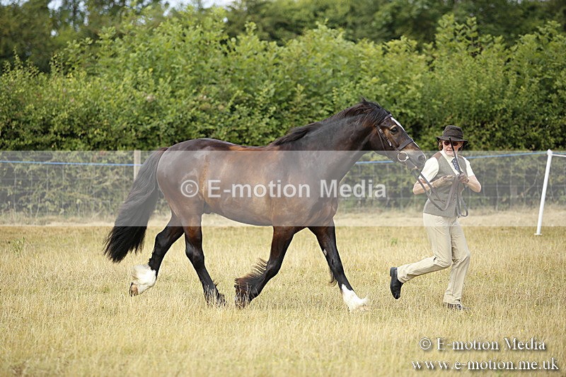 _C7A9579 - BVRC Sow 2018 Ring 2