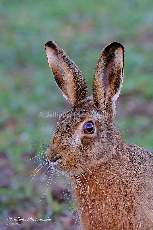  - Wildlife and Nature