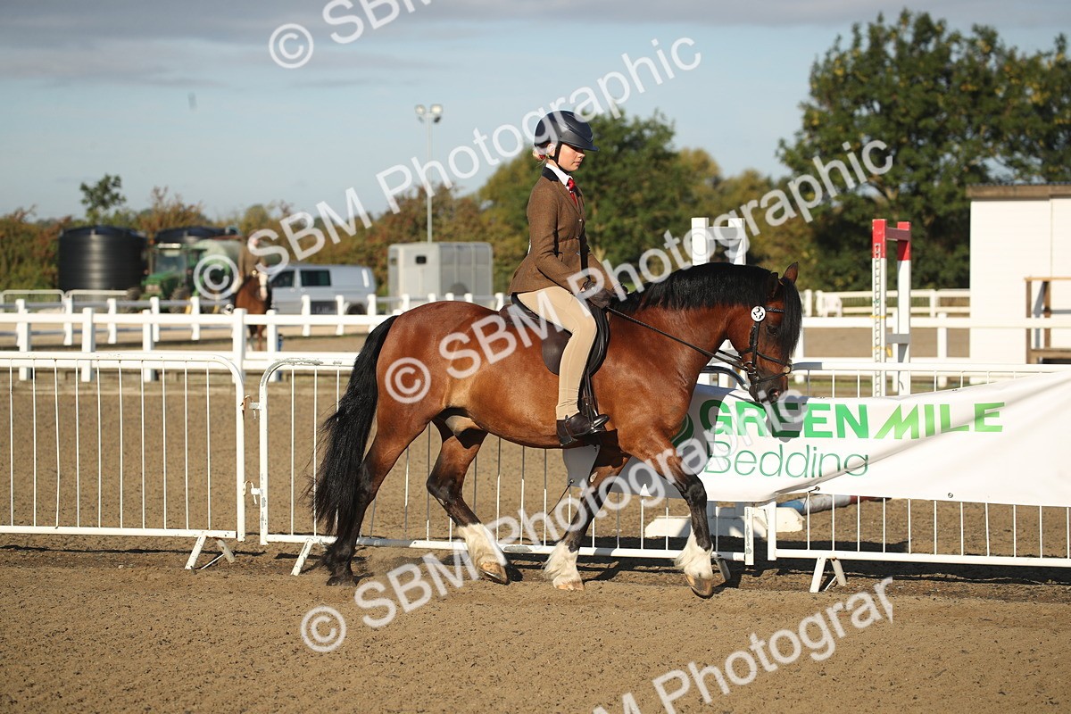 SBM_11492 - Class 502 - Riding Club Horse