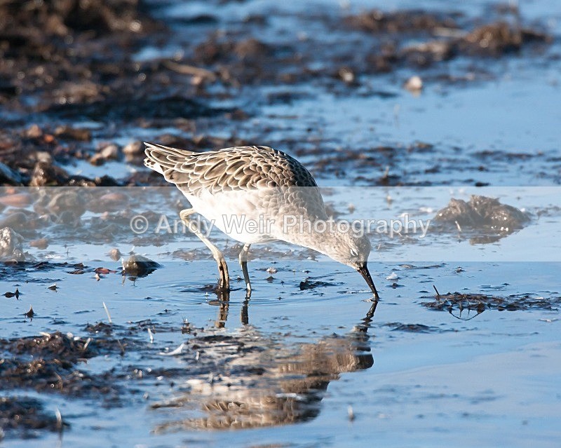 20081128-IMG_0827 096 - Ruff