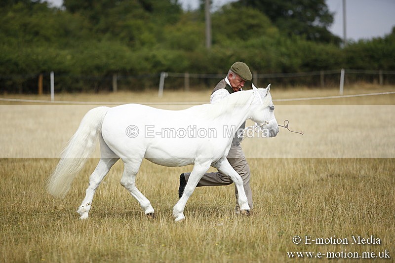 _C7A9196 - BVRC Sow 2018 Ring 2