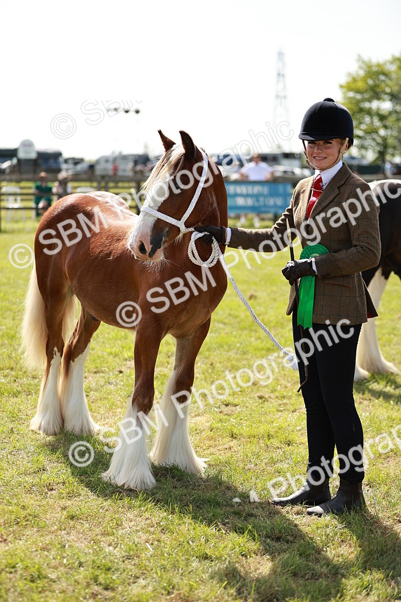 SBM_08711 - Class 63-65 - Traditional Gypsy Cobs In Hand & Ridden