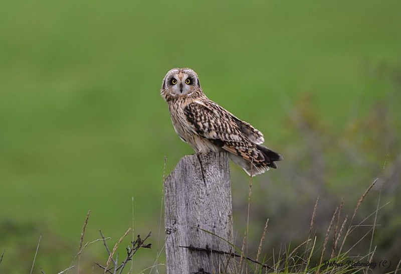 Short-eared owl - Owls