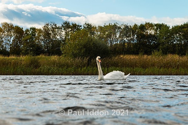Brockholes 02 - Landscapes