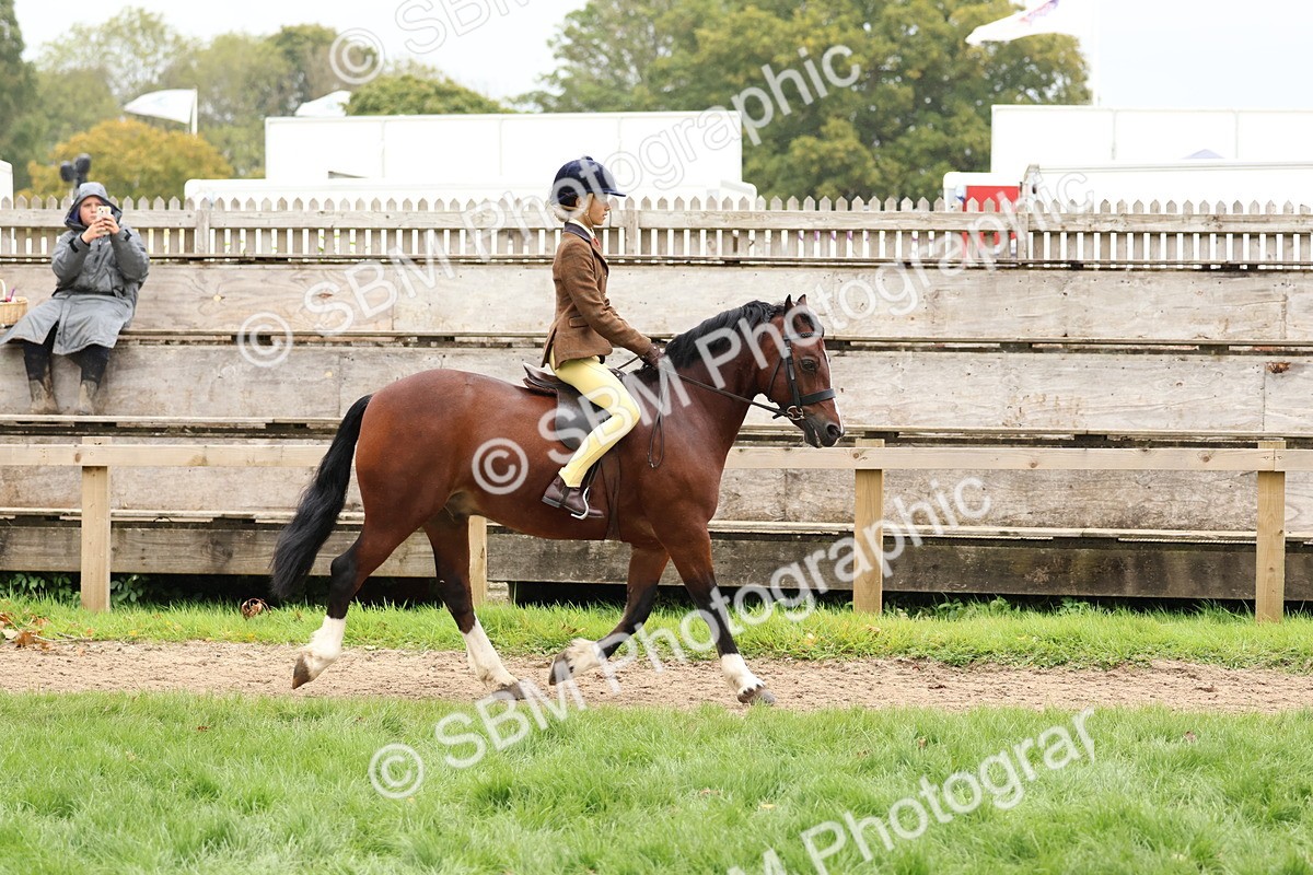 SBM_69580 - S62 - Mountain & Moorland Ridden Large Breeds