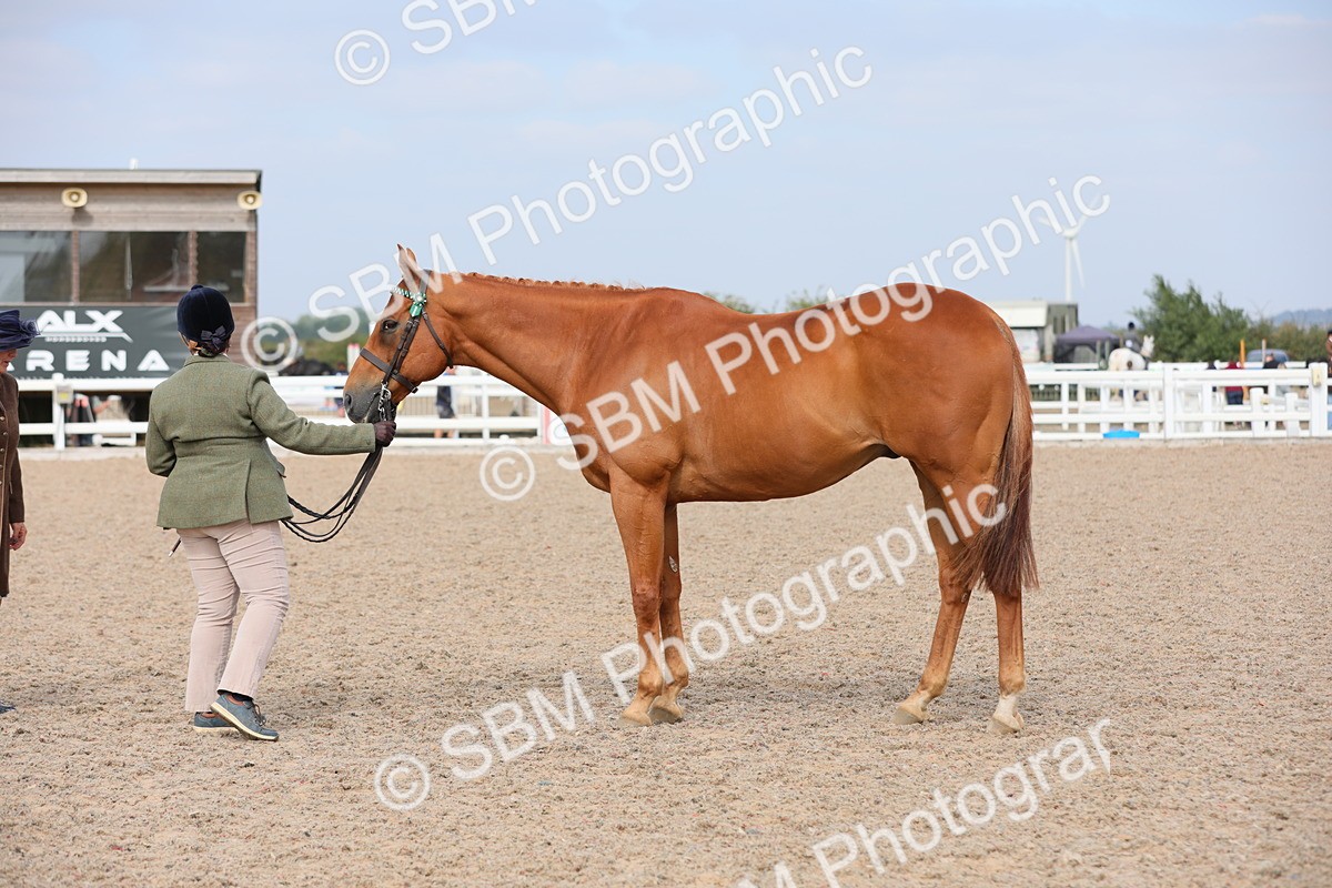 SBM_15936 - Class 313 IH Retired Racehorse
