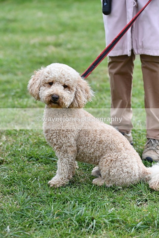 WJ5_9363 - Class 1 Best Cross Breed / Heniz 57