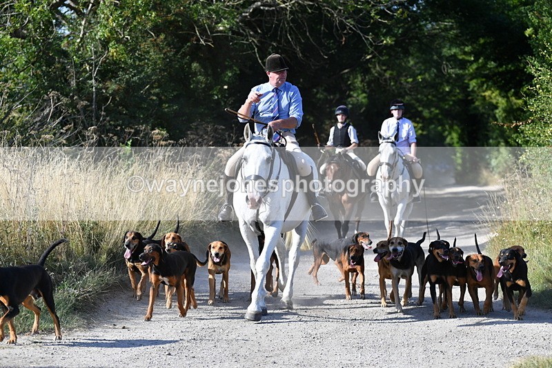 WJ5_4804 - Walk out with the hounds