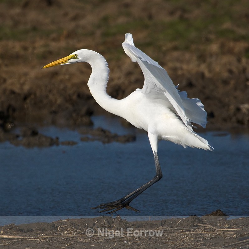 Great White Egret about to touch down - Great White Egret
