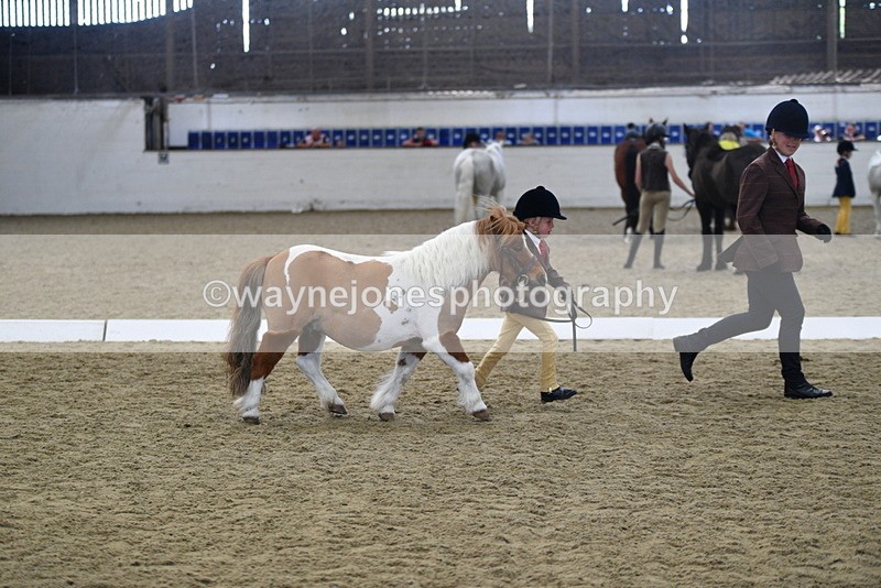 WJ5_4927 - Class 7 In hand coloured / odd coloured